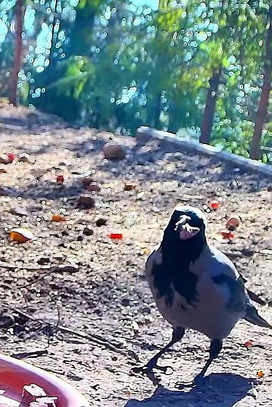 livebirdspoland_f23cc4979ccad727016871af46d629c6.jpg