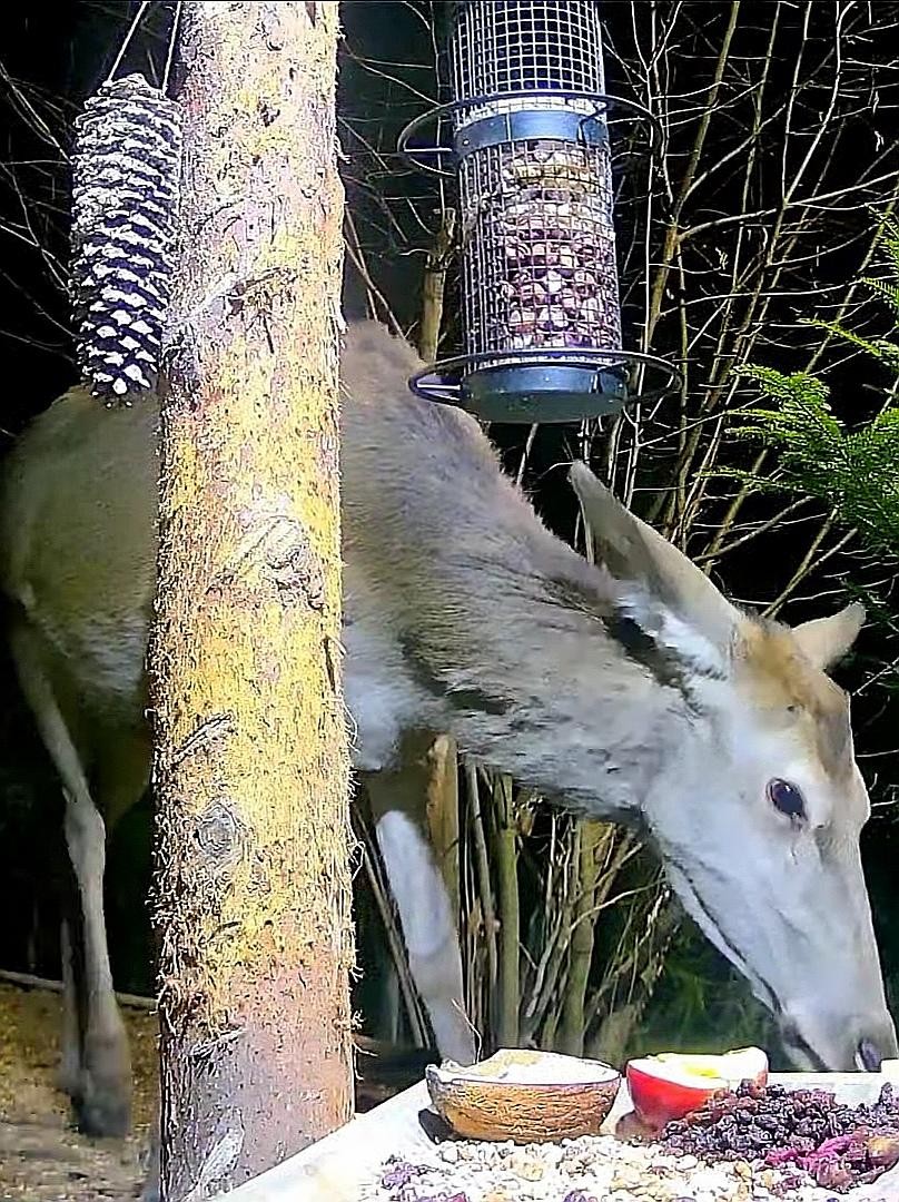 livebirdspoland_a9977ec812ae9078dcd5eb72705d4aeb.jpg