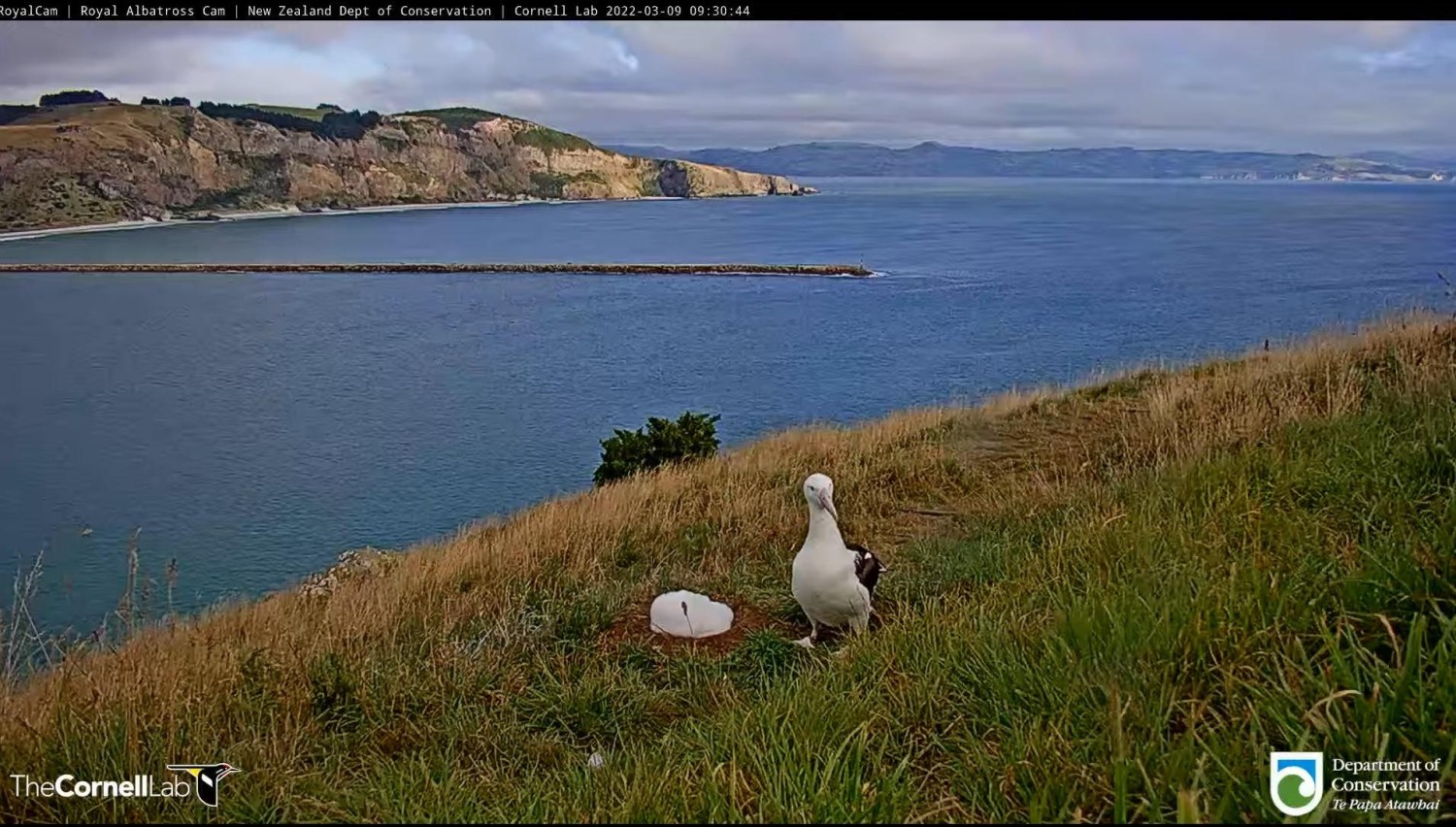 livebirdspoland_96b31232d42e484219f36c84b2600324.jpg