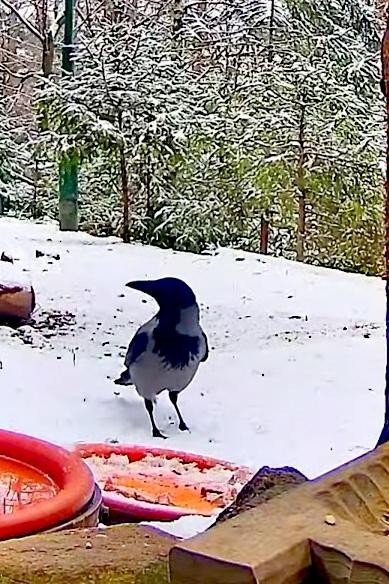 livebirdspoland_90f37713c28715b13c554c43a6a18c7f.jpg
