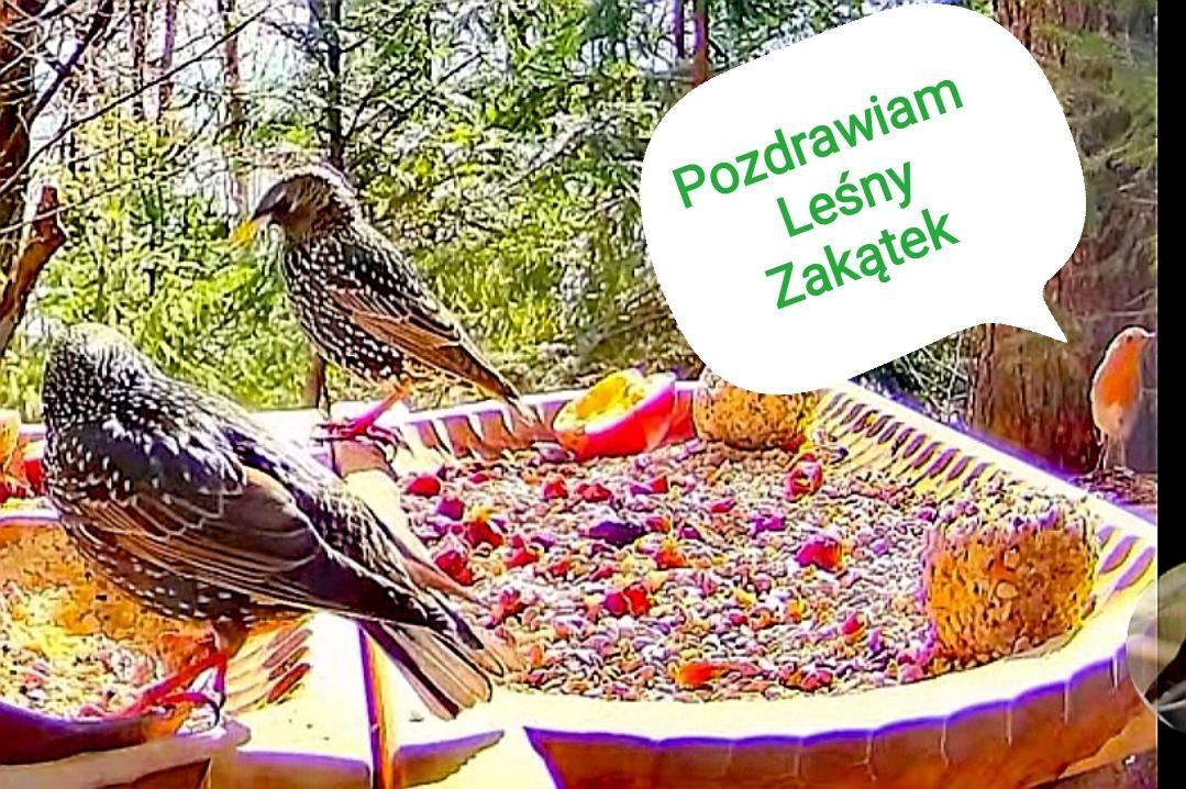 livebirdspoland_4f0c45242d6246534a0eccf2dd560eab.jpg