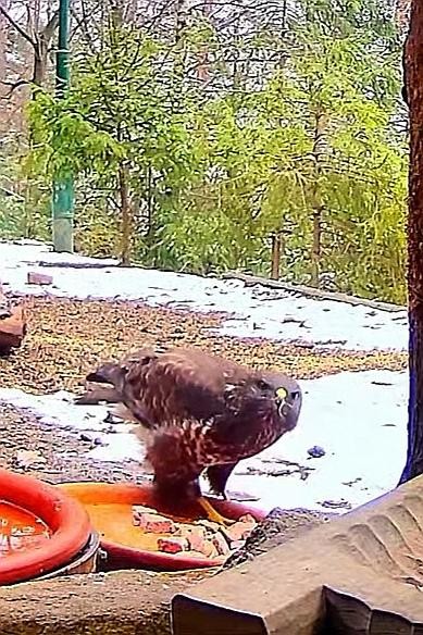 livebirdspoland_4e273711fd1d9e561242df91d2eed4d3.jpg