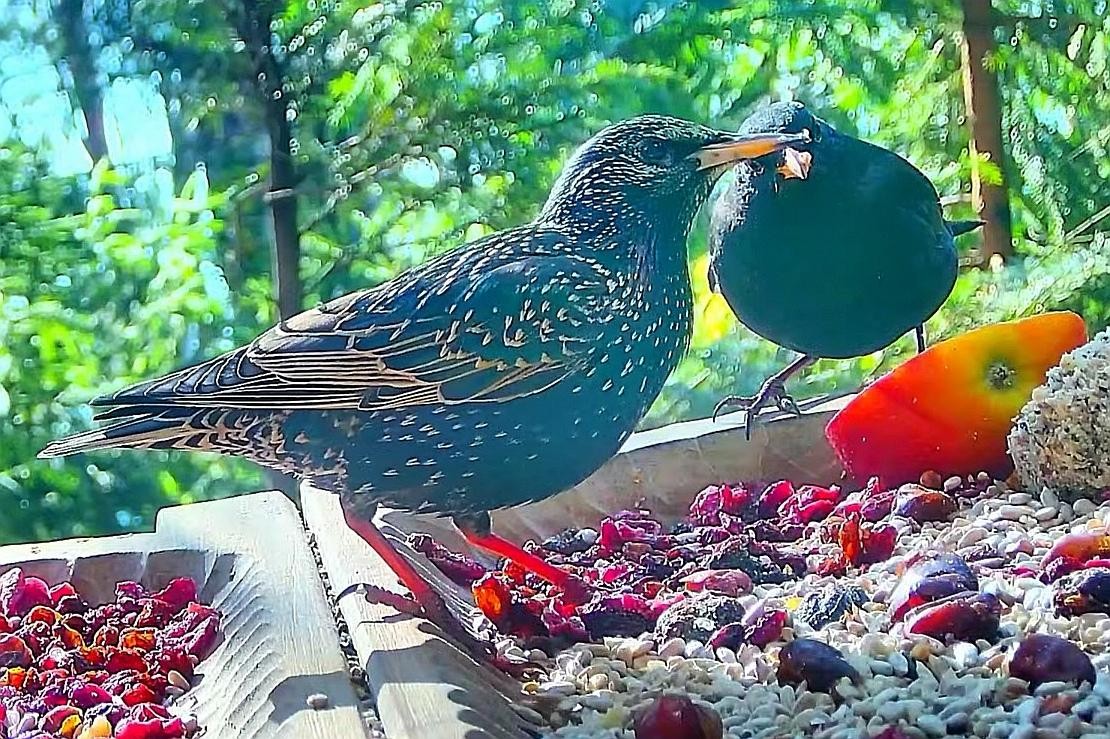 livebirdspoland_baa966f85bc8440e5d7f9c664808905a.jpg