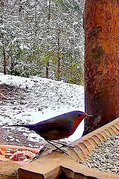 livebirdspoland_6c71bd6718265d055157e7cbbb92edcc.jpg