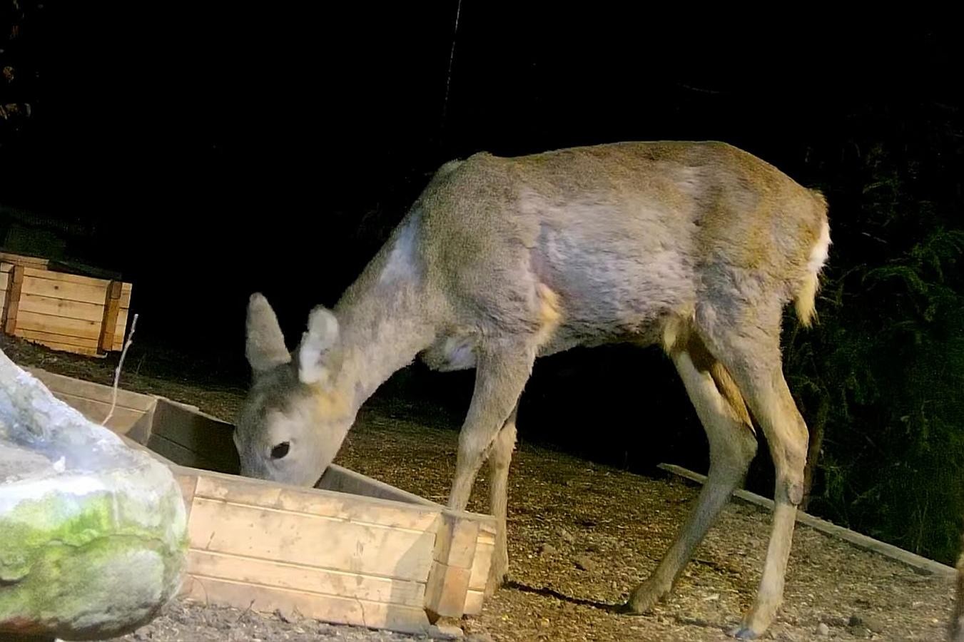 livebirdspoland_95f6237d68fa93f84d155fe86c9c8436.jpg