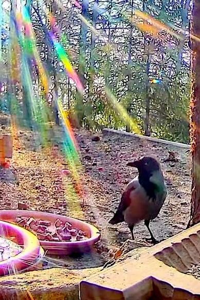 livebirdspoland_f55b542249efab556c740c957901205e.jpg