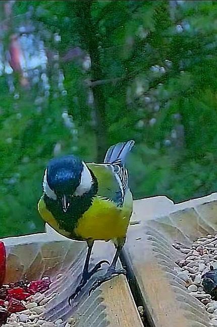 livebirdspoland_da369a757616c89e0d7737ac2a3fbad3.jpg