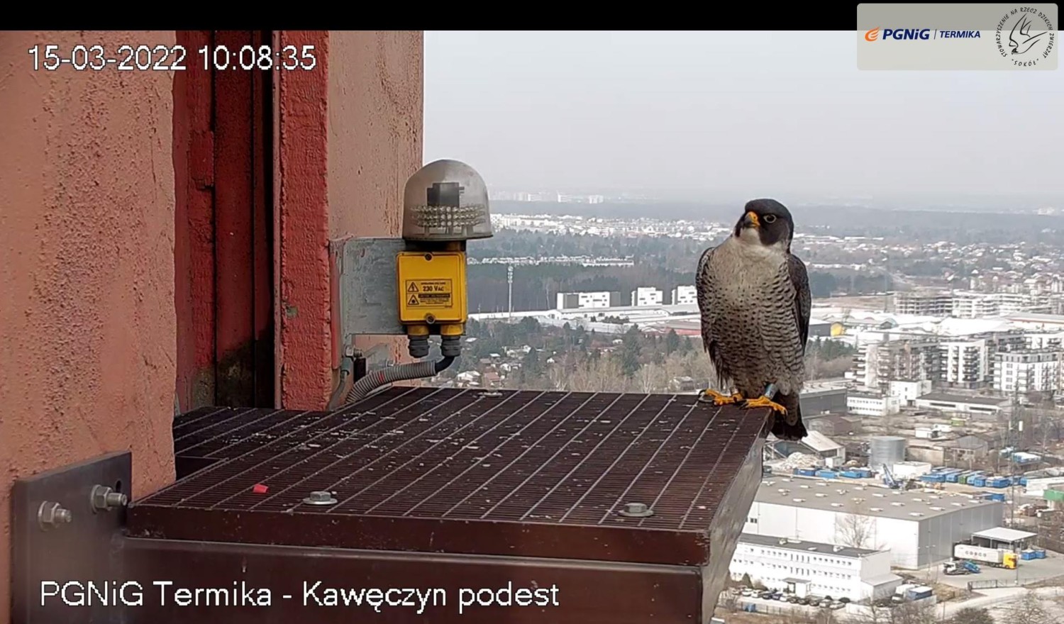 livebirdspoland_945b4ae6df78f2549730508d47770306.jpg