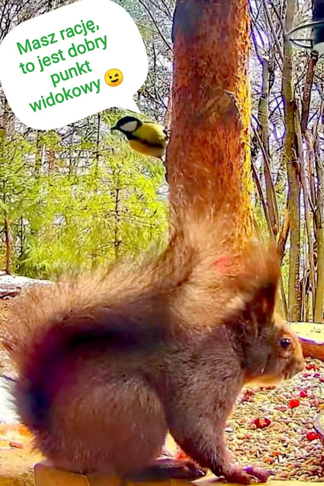 livebirdspoland_902d6f9e61be2a8c443e0f9dc7163bd9.jpg