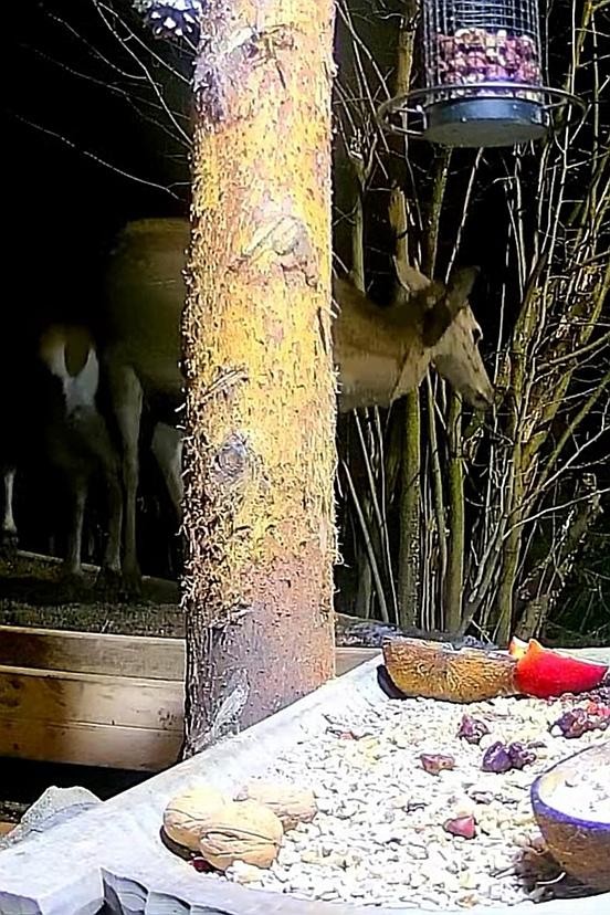 livebirdspoland_391aa780c08efca4f898cf16b311ce7c.jpg