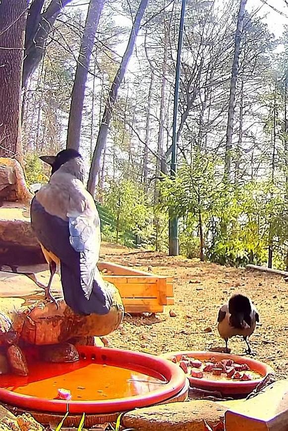 livebirdspoland_6a1b6b634ff00c87501a575bba53eb0f.jpg