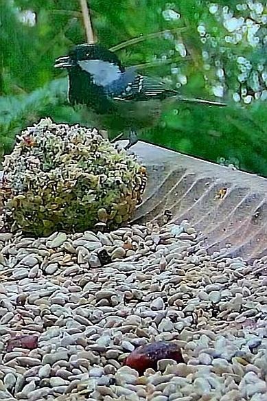 livebirdspoland_f68e4b9e5264617d4e44cc324be5d639.jpg