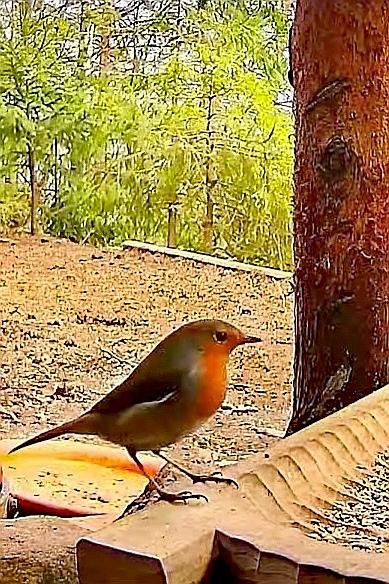 livebirdspoland_b4f12e386b14153596f9f1acb066ca3d.jpg