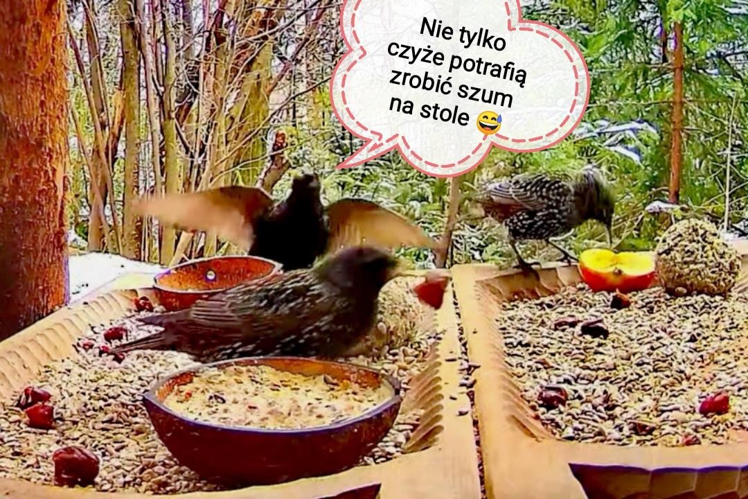 livebirdspoland_a57053b1b9c674dc71e9f71814610366.jpg