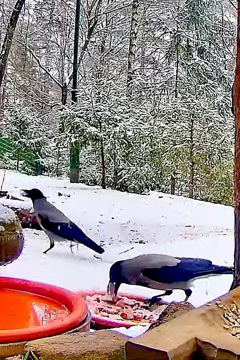 livebirdspoland_3f68722c286df9bbb20d5c0023597078.jpg
