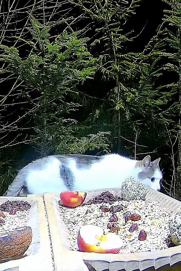 livebirdspoland_e03bc718a4a88de82819fb8846136e0a.jpg