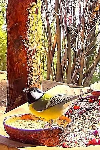 livebirdspoland_aab17213eba60e812b75c820a01945cc.jpg