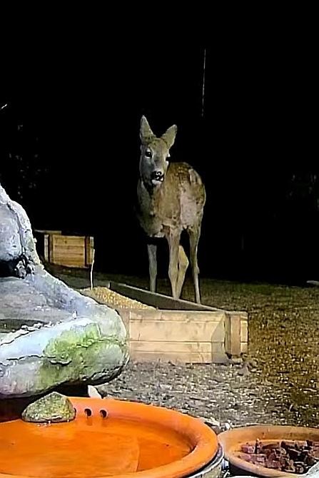 livebirdspoland_8b9b4d2f02e29f2072f4fe75938873a4.jpg
