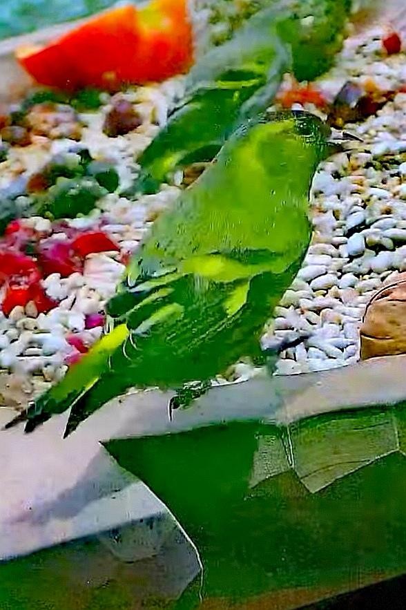 livebirdspoland_a2efd23e95511f6f9b2178e93732b8e8.jpg