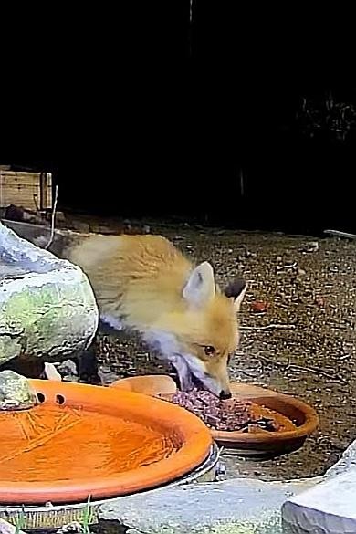 livebirdspoland_df185cebf05ec580f2f6746f03a6a57a.jpg