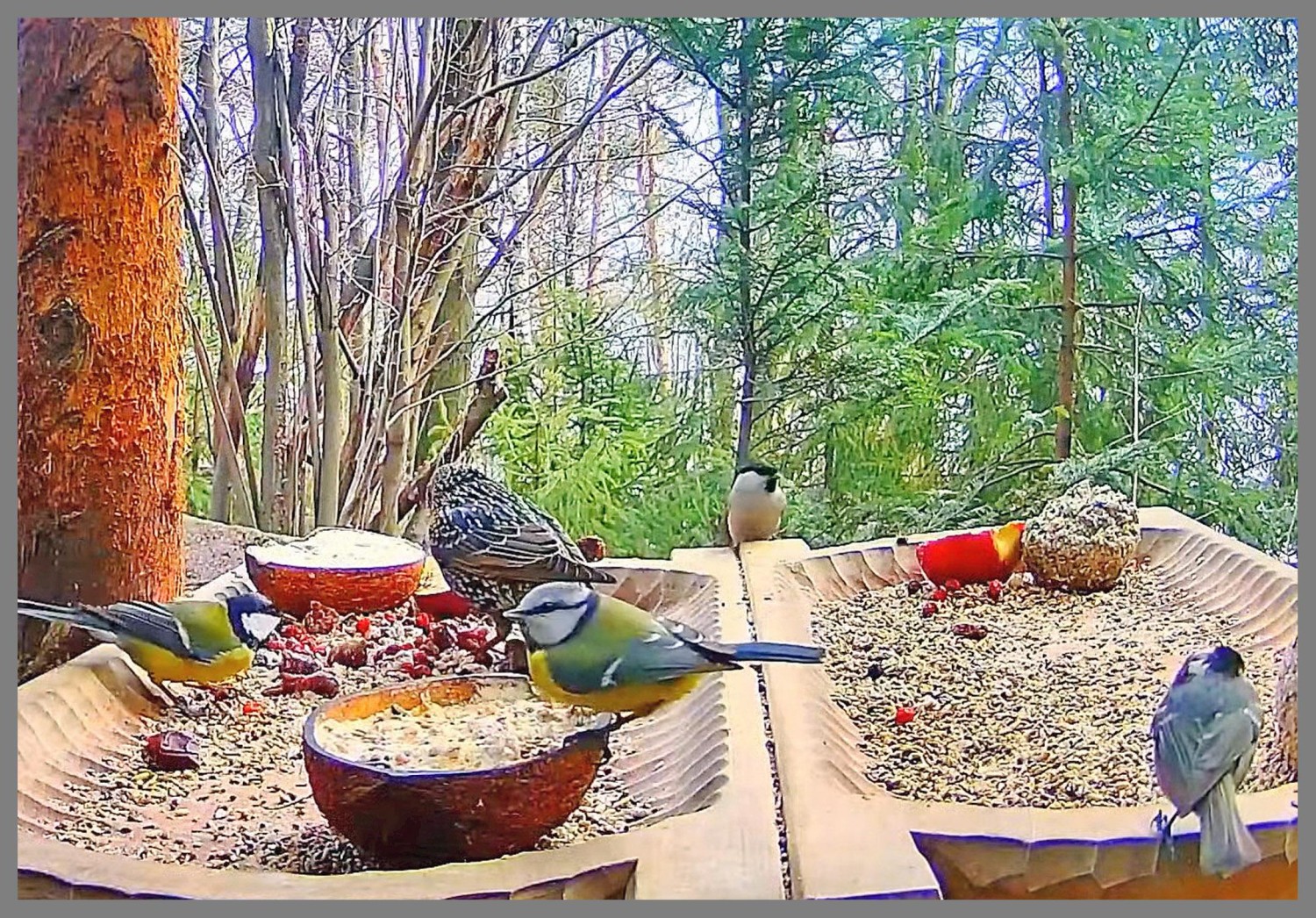 livebirdspoland_f55225bf28f9dfe88beeb600570d749a.jpg