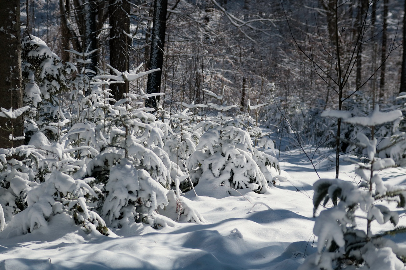 livebirdspoland_12909a470c8b23583defaec6ba5e4b80.png