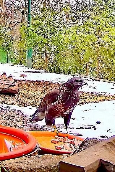 livebirdspoland_0d84c87d60c237f73b4bf895f69714d1.jpg