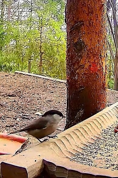 livebirdspoland_2a8ccfa4358ca8a273b29f991596714f.jpg
