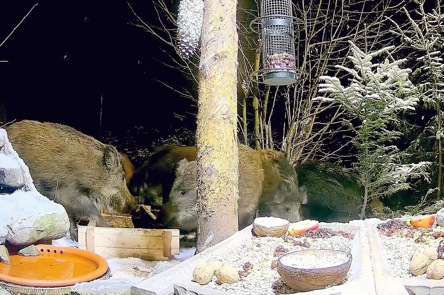 livebirdspoland_399969e10e5508fc1ae33e37c247ab91.jpg