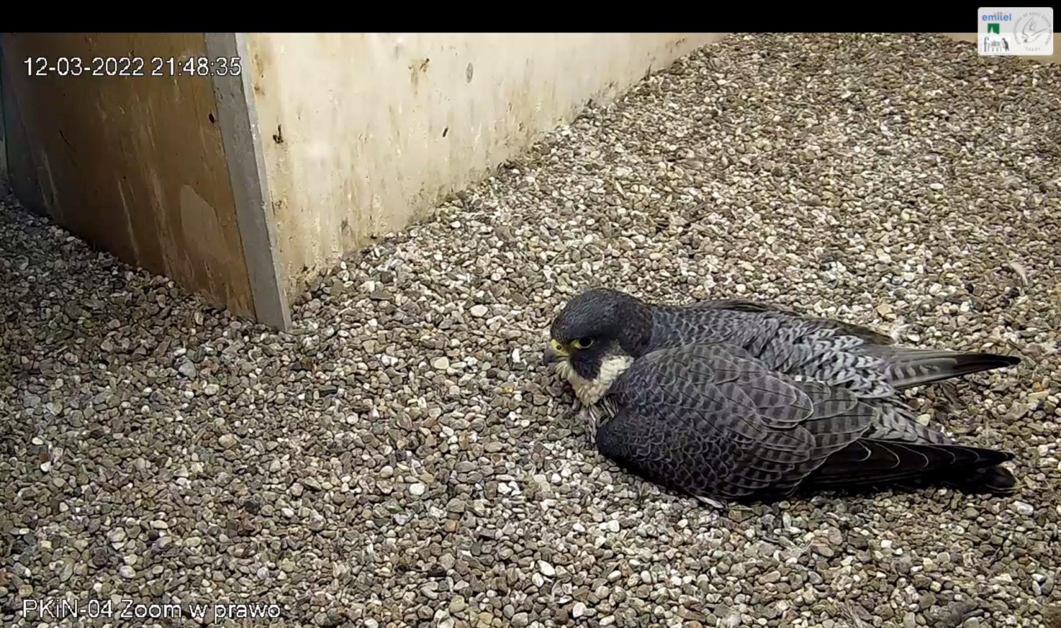 livebirdspoland_e203c1dee14fa4341676ba19acb81dd8.jpg