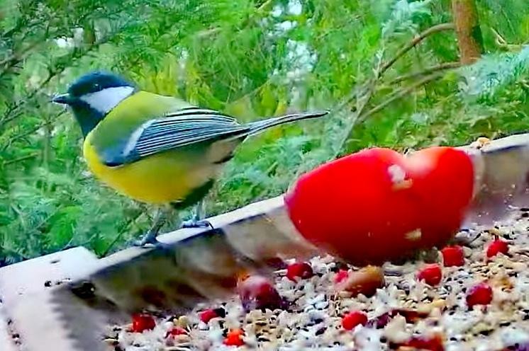 livebirdspoland_e717f6a476e9838e660f161661414870.jpg