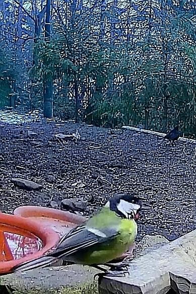 livebirdspoland_e647a83a4a156855ad0215fdbe33db22.jpg