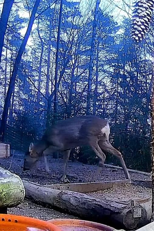 livebirdspoland_1e03c43ecf982ab245ce0d50b73ba857.jpg
