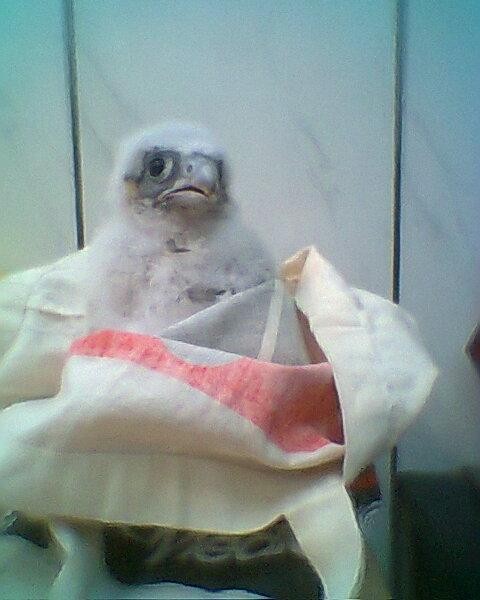 livebirdspoland_8d975dfb76dab3c55bd21db6e4e73139.jpg