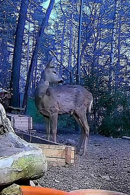 livebirdspoland_8cfd4839f8bf75e8c590e25cc96ba55e.jpg