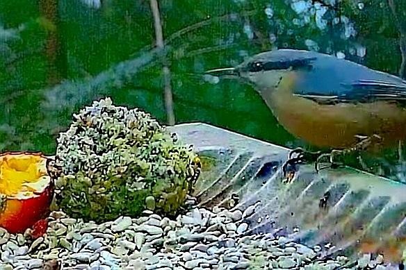 livebirdspoland_3d7811388312ff2109f8c8115d7a807f.jpg