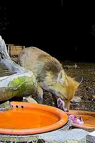 livebirdspoland_34abdb2a61085d0d22902c7cd12faecb.jpg