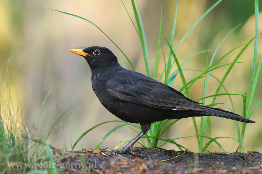 livebirdspoland_0a25c0a60206fd814fbb006b827cfb48.png