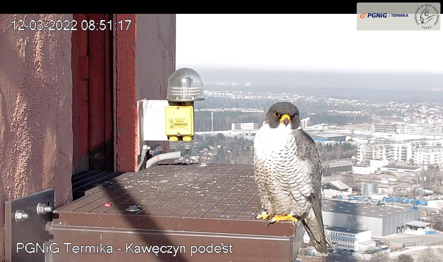livebirdspoland_b1a4f19947ea629c8cd7ad074b70c4fc.jpg
