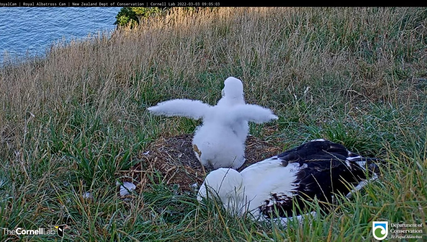 livebirdspoland_c5ee9d8f4623bdd8a705d360b07ca69a.jpg