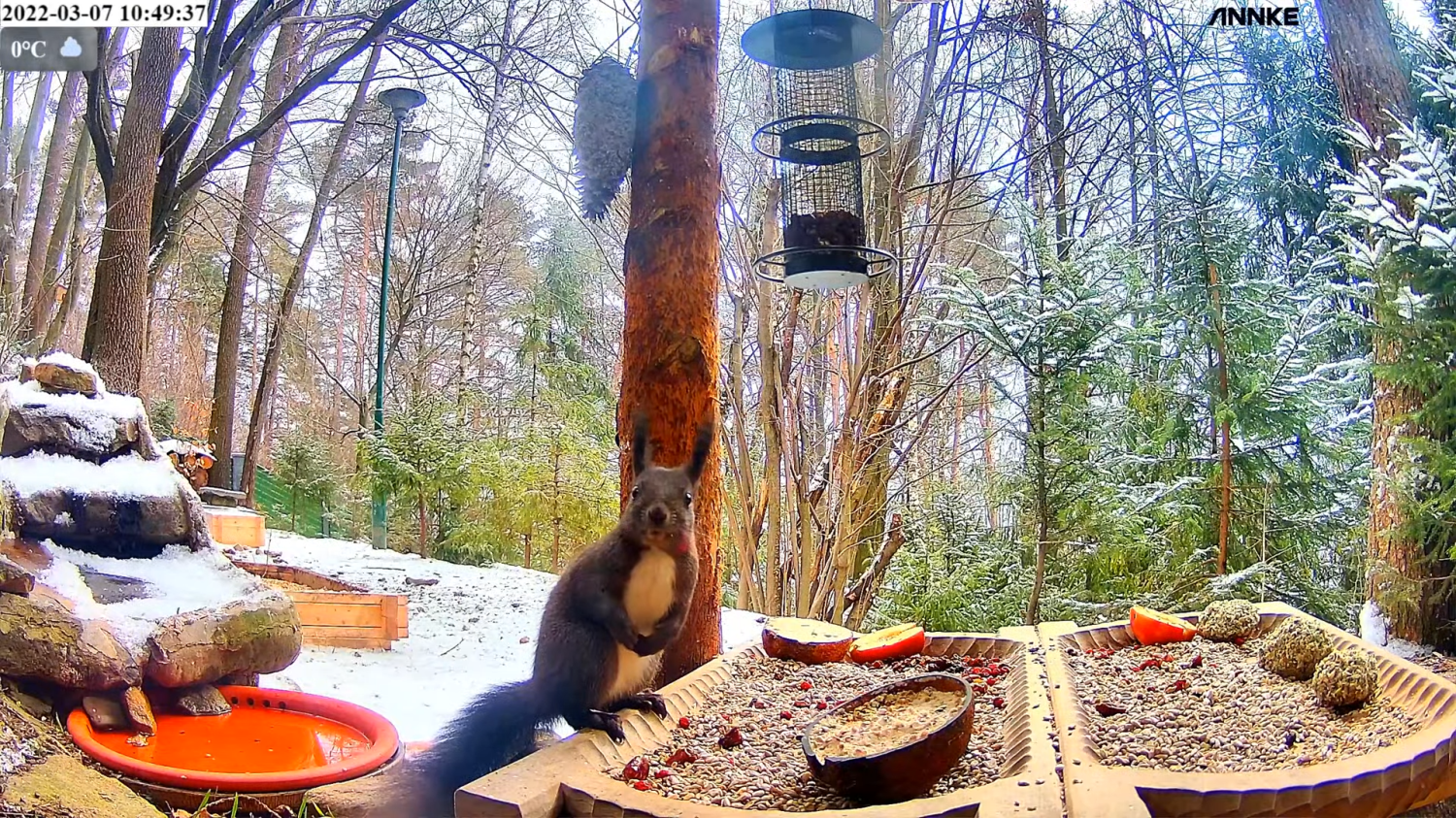 livebirdspoland_72b14a1cade9d1fd3fbc5d8c246f1eeb.png