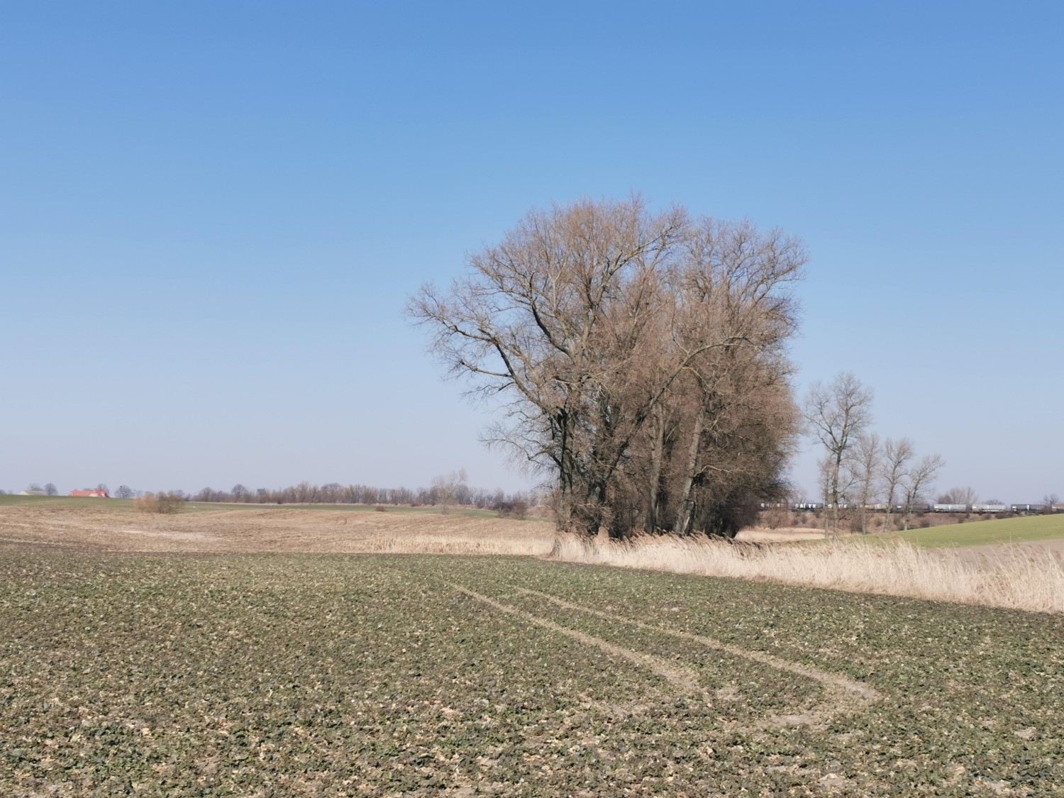 livebirdspoland_b04f4bcde73e080d80b2c512b3b9d42c.jpg