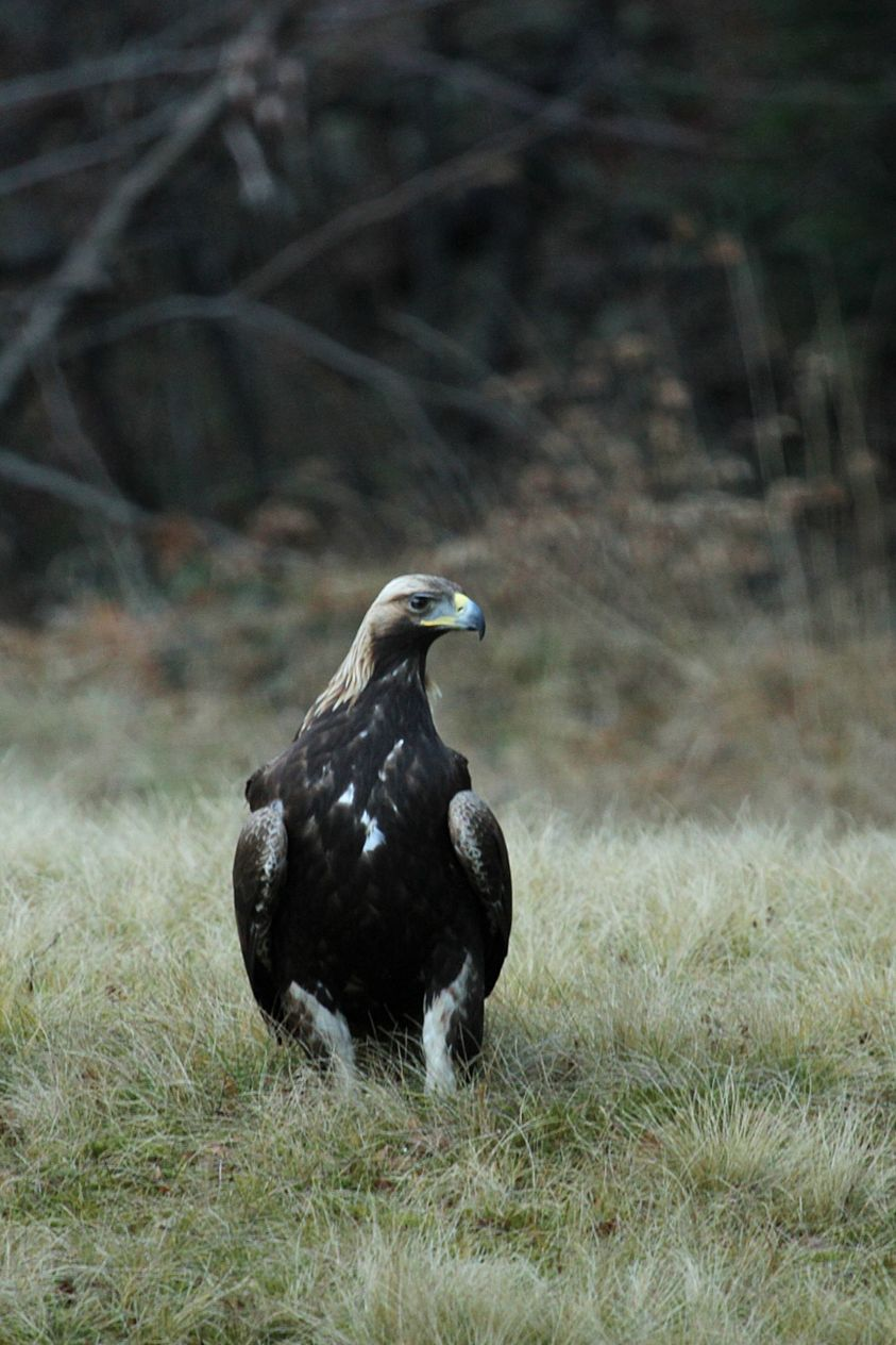 livebirdspoland_b16a3ef619b27d8185f99c689272569f.png