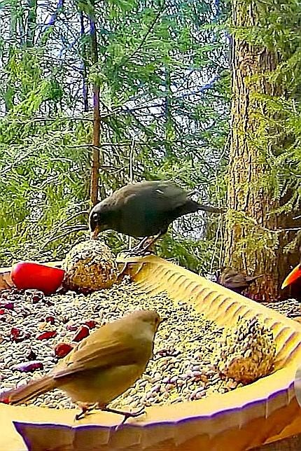 livebirdspoland_5a798ec4b0aebb002b36dc0ae7ef77e8.jpg