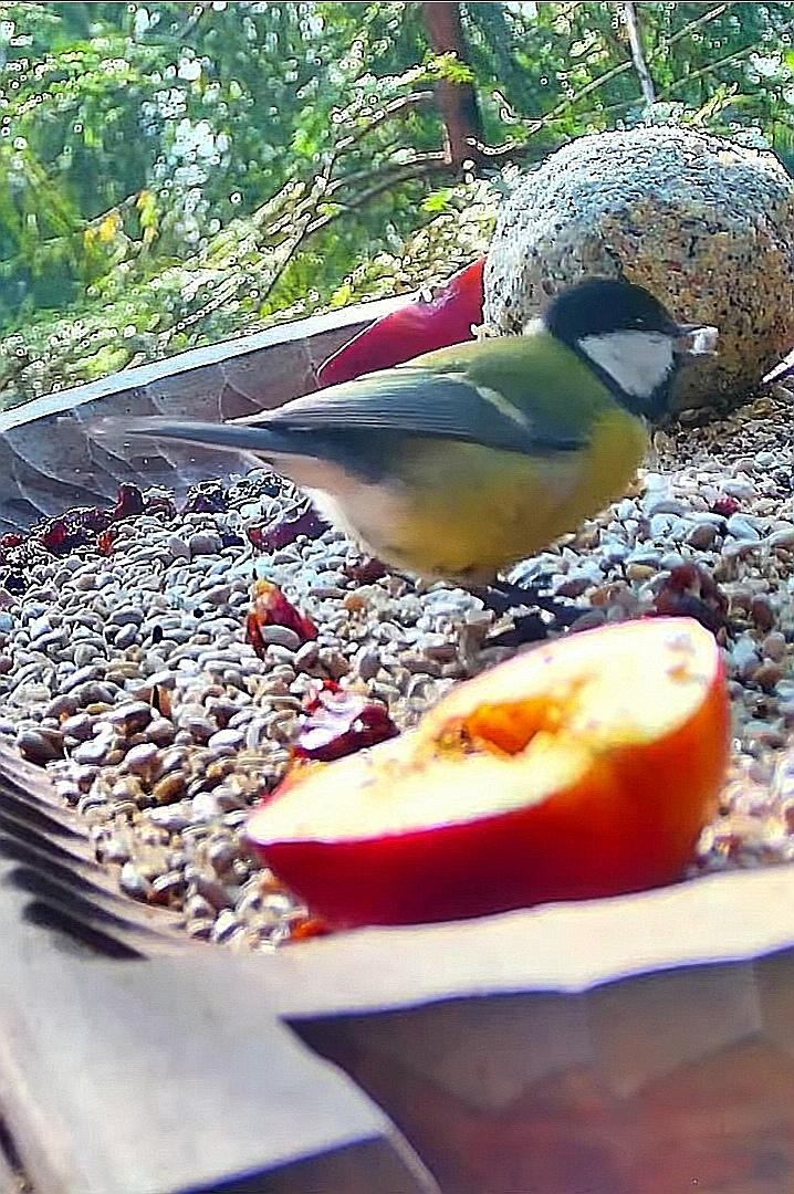 livebirdspoland_74ba73d6c7a46e87dd9c474002a96cf4.jpg