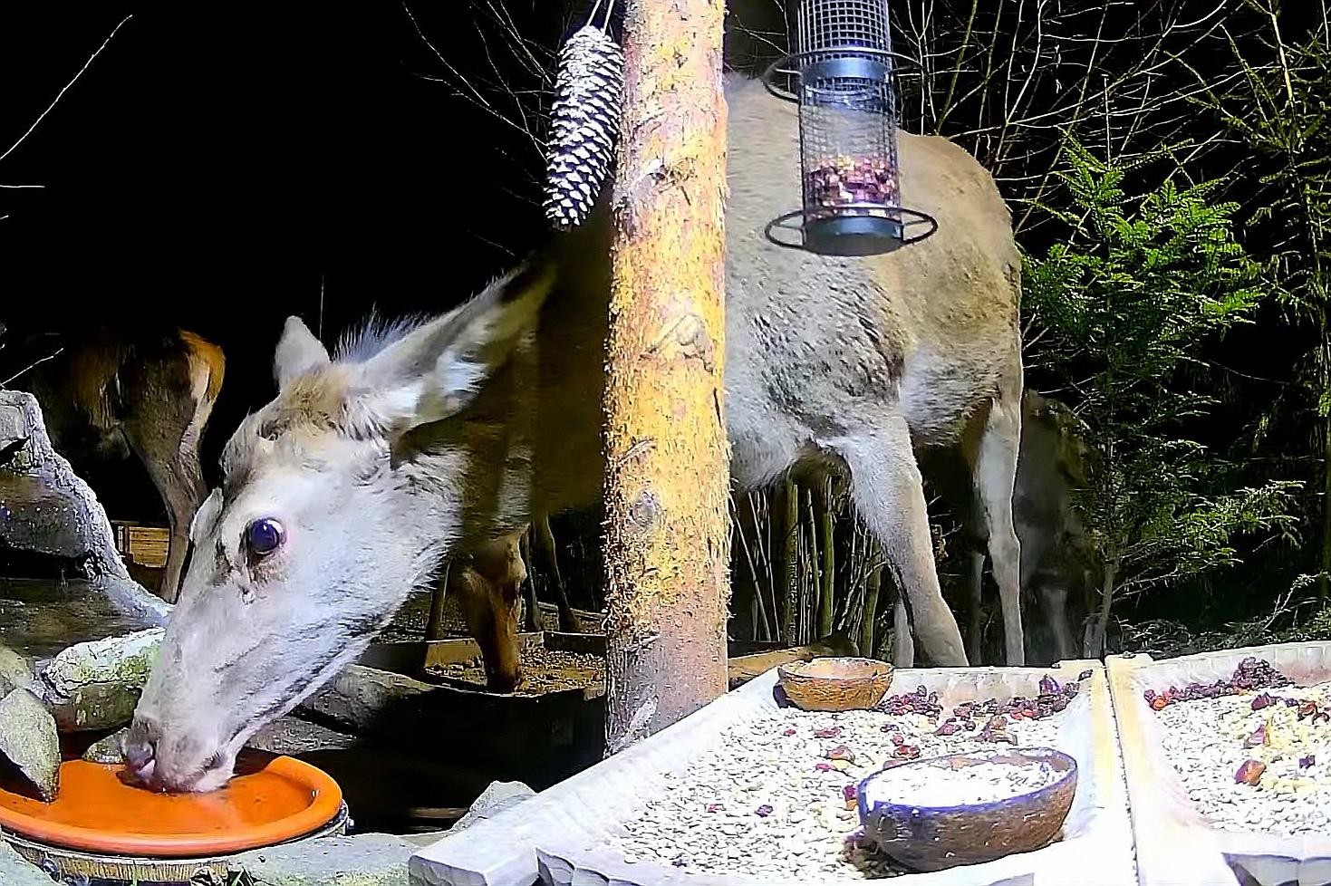 livebirdspoland_85a6232e00029e33d35116d874890602.jpg