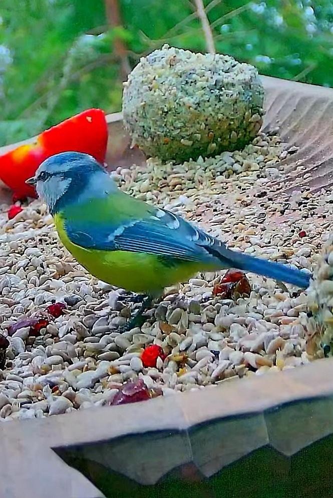 livebirdspoland_f5204f62977a52cfe07f7370c4b3b670.jpg