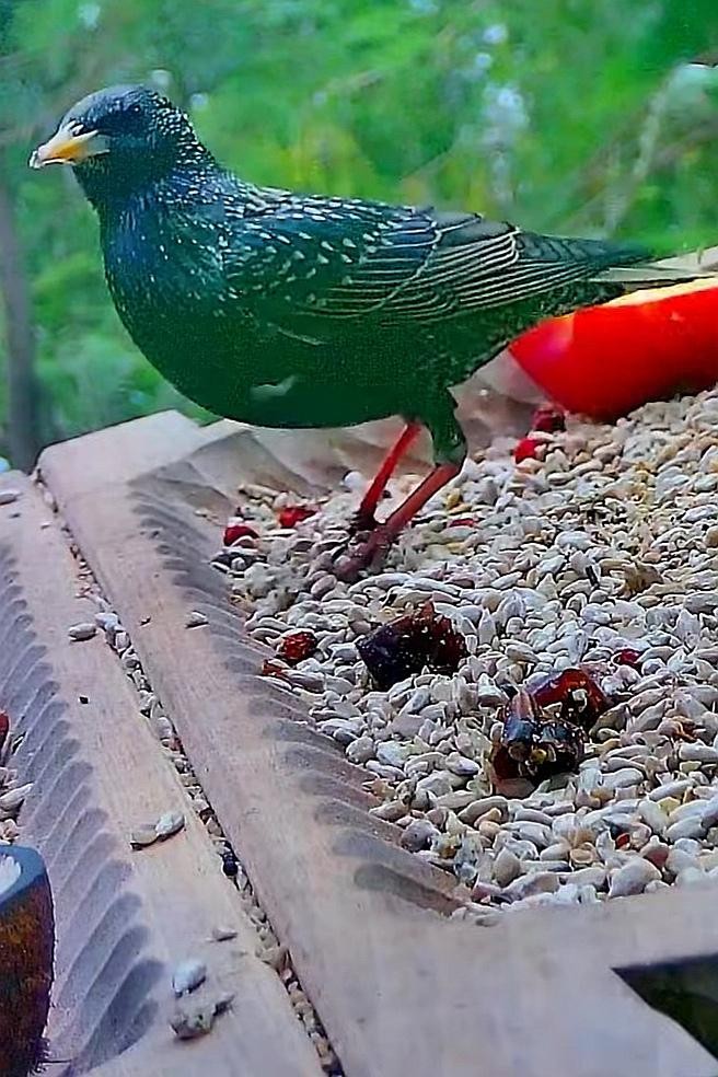 livebirdspoland_7b38e4d70aaa1bda21423255b24bb485.jpg