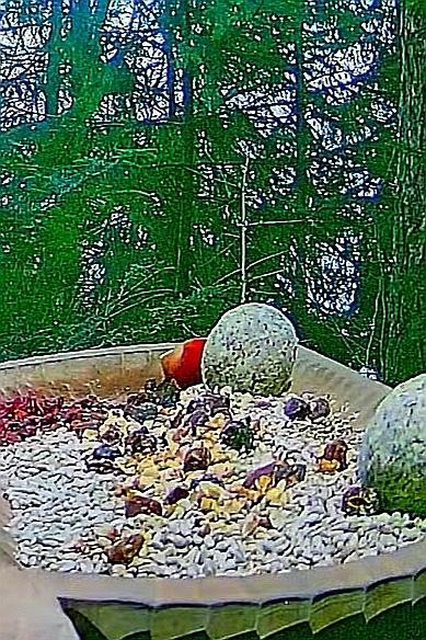 livebirdspoland_77b305697b7e0a90bb31ff245c33e038.jpg