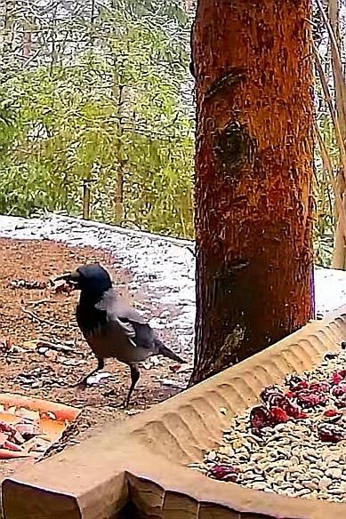 livebirdspoland_41be921d96ecdc3ca91fc9e26b3f4d05.jpg